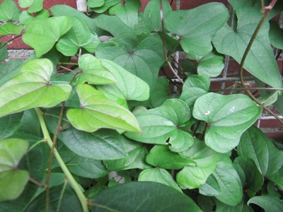 yams319.jpg