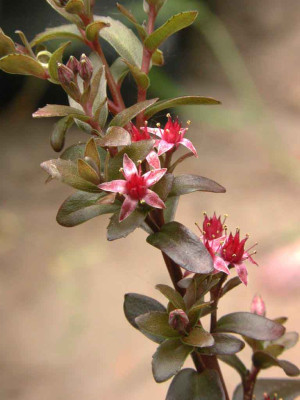 Sedum_Mohrchen.jpg