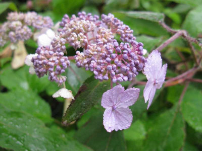 Hydrangea_aspera_Villosa_Group_800x600.jpg