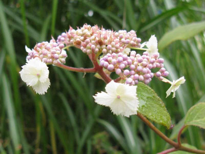Hydrangea_aspera_Kawakamii_Group_800x600.jpg