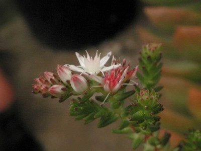 Sedum_moranense.jpg