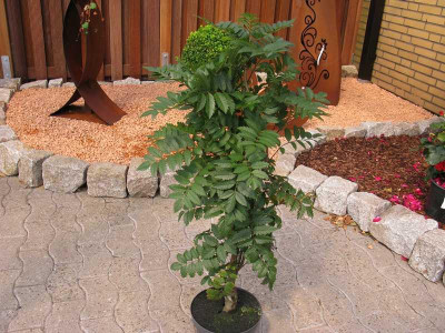 Sorbus_800x600.jpg