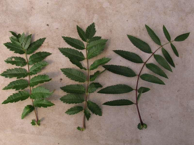 Sorbus_Laubvergleich_800x600.jpg
