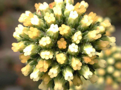 Crassula.jpg