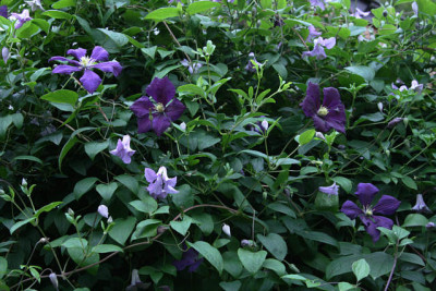 Cl.vit.Betty_Corning_u.Etoille_Violett0211.jpg