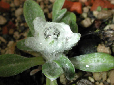 Leontopodium_alpinum_ssp._nivale.jpg
