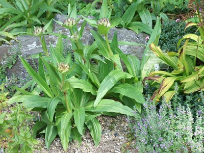 DSCF4531.jpg