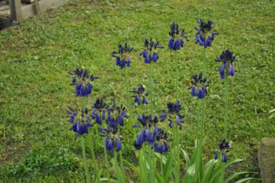 comp_Agapanthus1.jpg