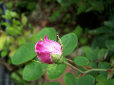 100_6234______800.jpg