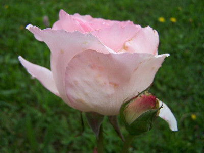 100_6184_Grand_Siecle___800.jpg