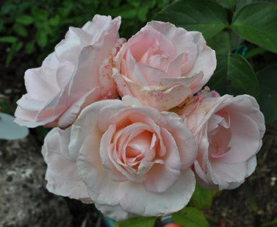 Grand_Siecle_0011__8967.jpg