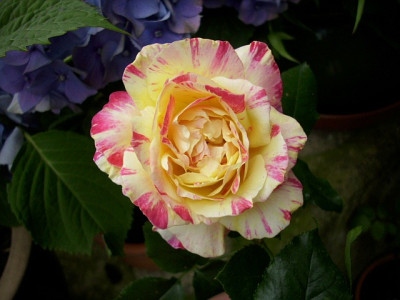 2011_camille_pissarro_blute_1.jpg