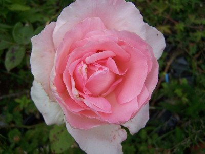 100_6185_Grand_Siecle____800.jpg