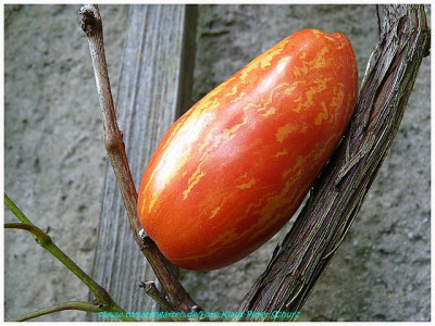 Casadys_Folly_2011_Fruit2.jpg