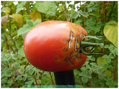 Conny_2011_Fruit3.jpg