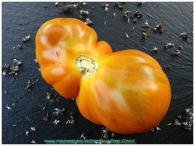Japanische_Trueffel_orange_2011_Fruit3.jpg