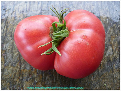 Polish_C_2011_Fruit1.jpg