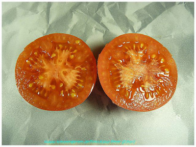 Mary_Ann_2011_Sliced1.jpg