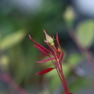 mutabilis_11542.jpg