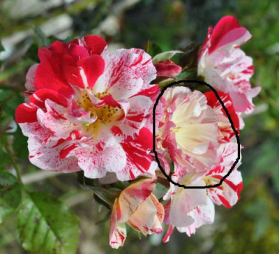 Hanabi_CalifMohn.jpg