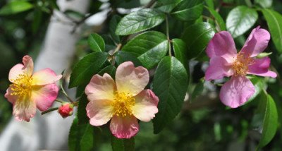 Plaisanterie_0011__9000.jpg