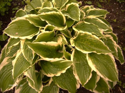 Hosta_fortunei.JPG