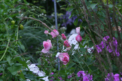 Gartenimpressionen5011.jpg