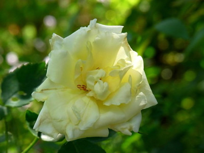 StR_gelb_Sa.1101_RIMG0527_F.JPG