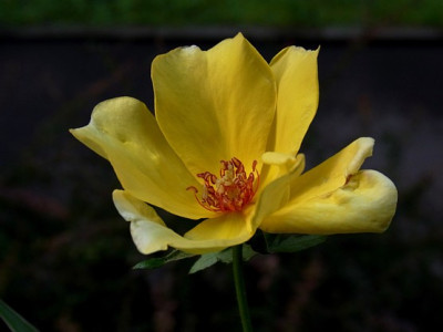 StR_gelb_Sa.1102_RIMG0712.JPG