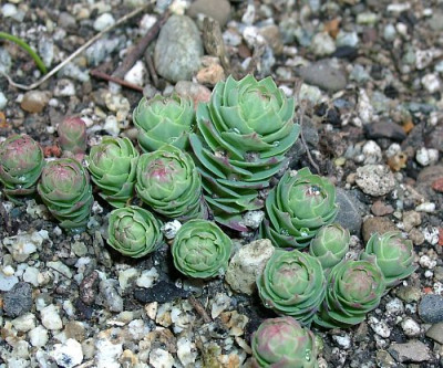 04180005_eSedum_roseum_ssp_arcticum.JPG