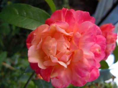 05.08.11_Bluten_im_Hochsommer_069.JPG