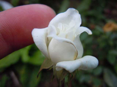 05.08.11_Bluten_im_Hochsommer_018.JPG