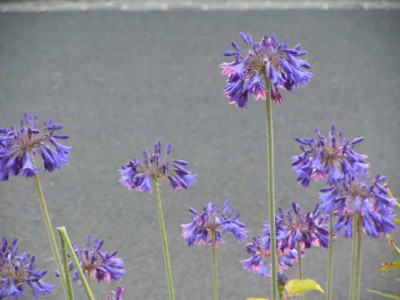 05.08.11_Bluten_im_Hochsommer_005.JPG