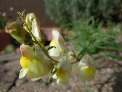 Antirhinum_siculum.JPG