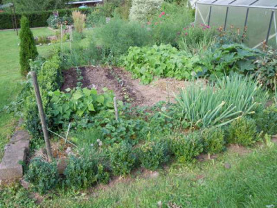 05.08.11_Bluten_im_Hochsommer_050.JPG