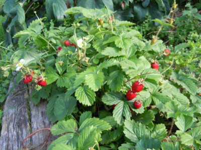 05.08.11_Bluten_im_Hochsommer_051.JPG