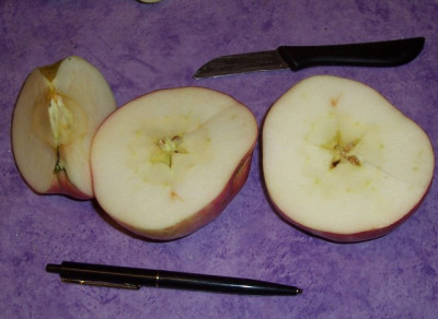 Aug_013_Apfel_innen.jpg