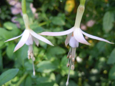 05.08.11_Bluten_im_Hochsommer_064.JPG