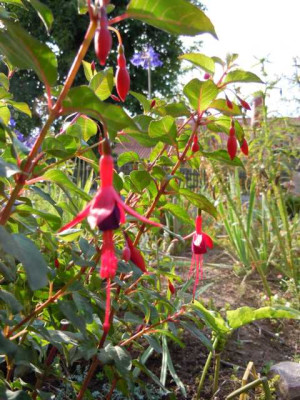 05.08.11_Bluten_im_Hochsommer_066.JPG
