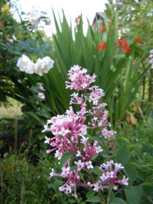 05.08.11_Bluten_im_Hochsommer_056.JPG