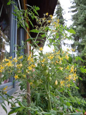 05.08.11_Bluten_im_Hochsommer_046.JPG