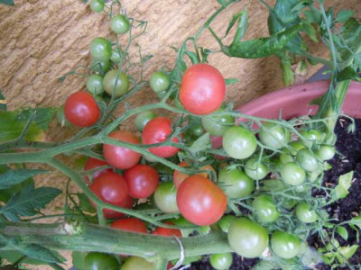 05.08.11_Bluten_im_Hochsommer_044.JPG