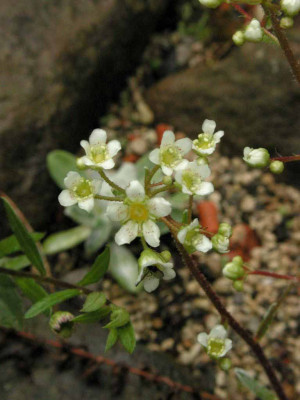 Erigeron__Saxifraga.jpg