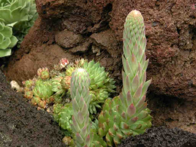 Orostachys_spinosus.jpg