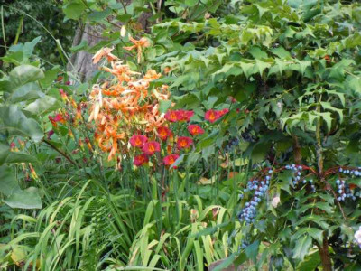 05.08.11_Bluten_im_Hochsommer_062.JPG