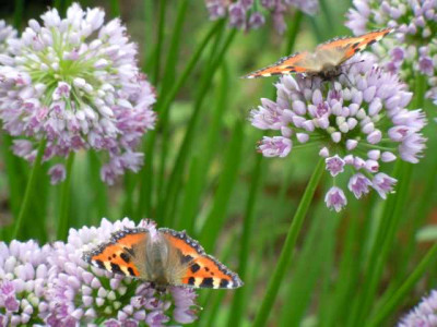 05.08.11_Bluten_im_Hochsommer_028.JPG