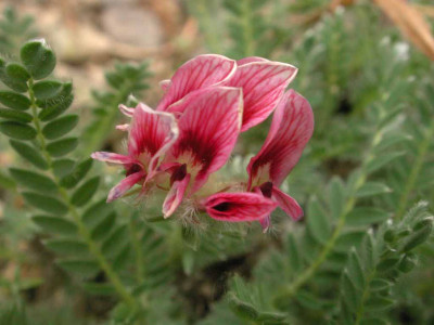 Anthyllis_montana.jpg