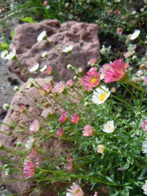 05.08.11_Bluten_im_Hochsommer_065.JPG
