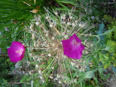 05.08.11_Bluten_im_Hochsommer_031.JPG