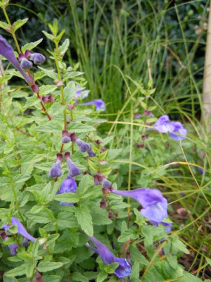 05.08.11_Bluten_im_Hochsommer_032.JPG